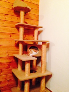 cat tower.JPG